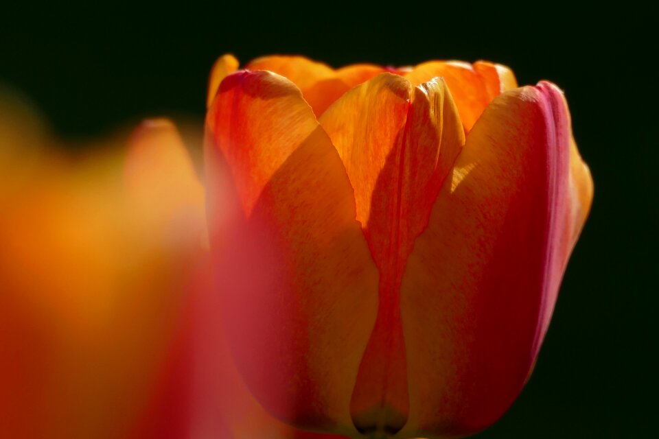 Flower blossom bloom