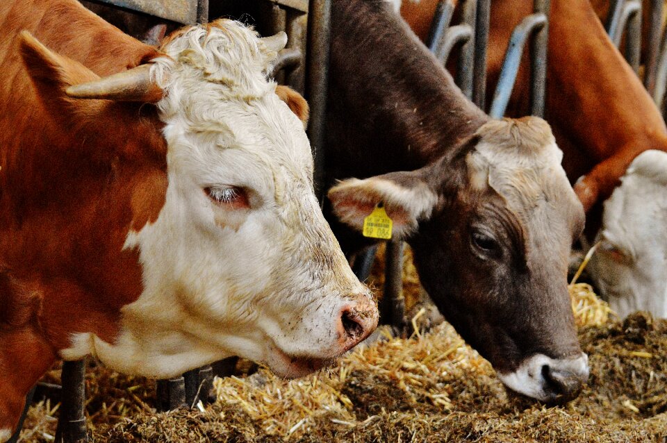 Animals farm good aiderbichl