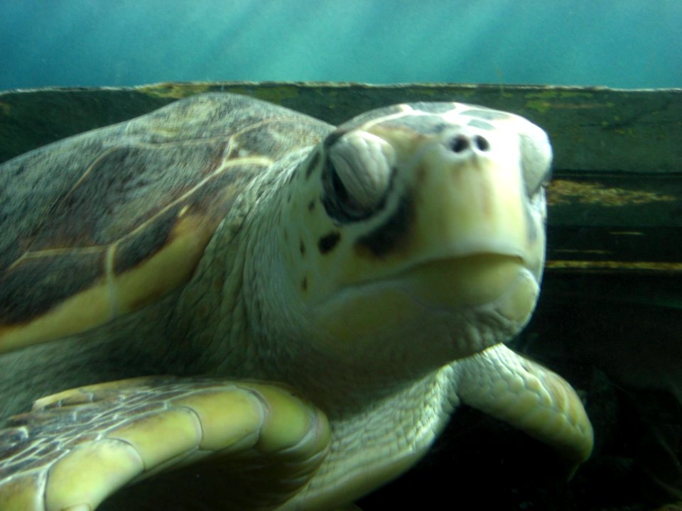 La tortue de mer s'ennuie