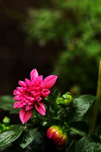 Pink green summer flowers photo