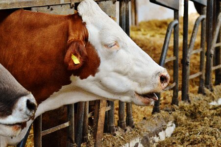 Animals farm good aiderbichl