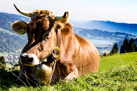 Alm meadow cattle