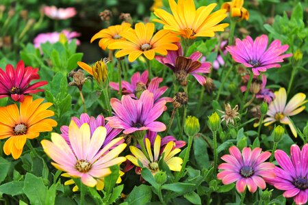 Fall flowers purple photo