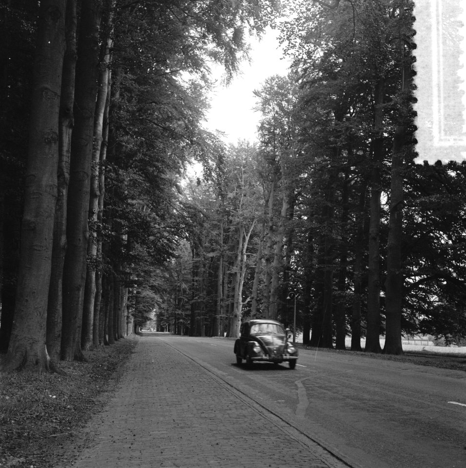 Laatste herfst Middachter Allee tussen De Steeg en Ellecom, Bestanddeelnr 908-0454
