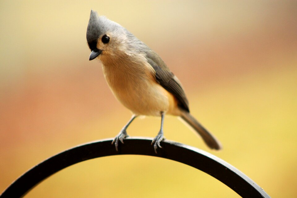 Early bird perched titmouse