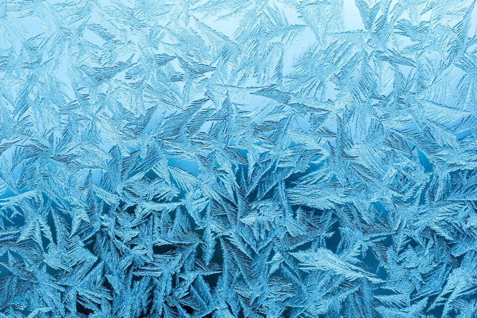 Frozen icy pakkaskukka