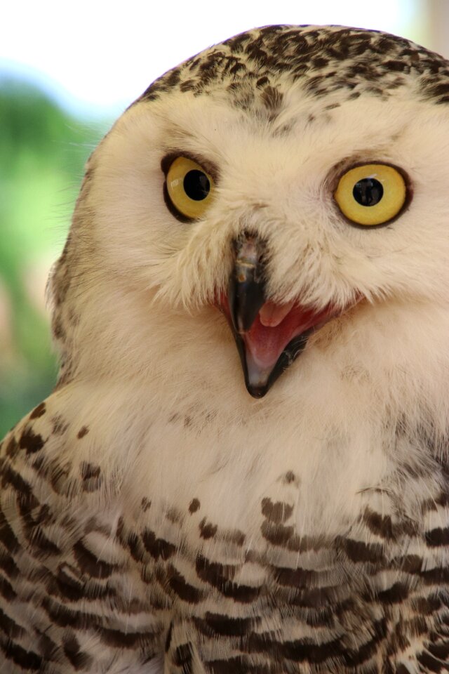 Bird snowy animal