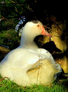 White plumage poultry photo