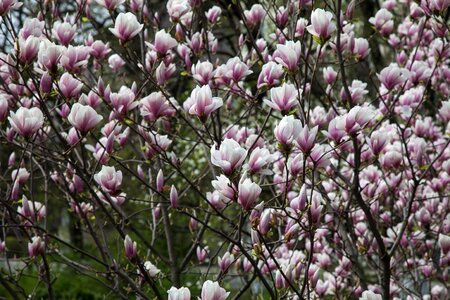 Flowers magnolia spring