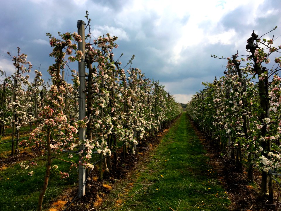 Laagstam appelbomen in Ressen