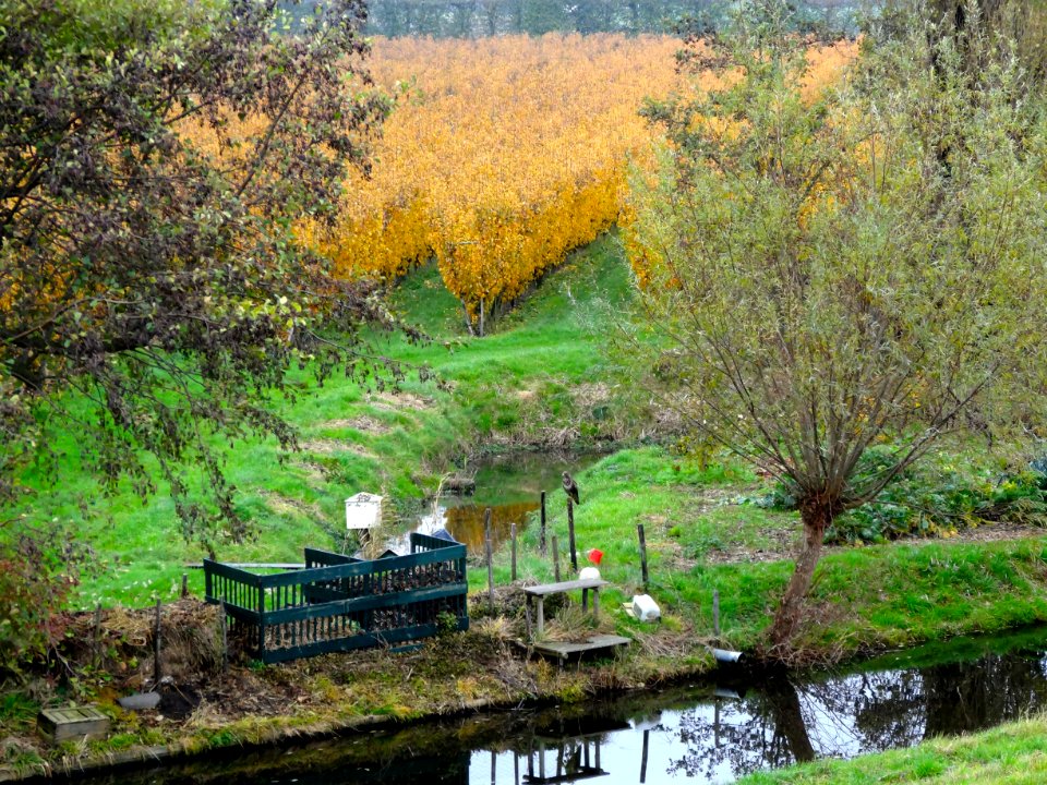 Laagstamboomgaard2 nabij Wijdenes
