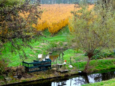 Laagstamboomgaard2 nabij Wijdenes