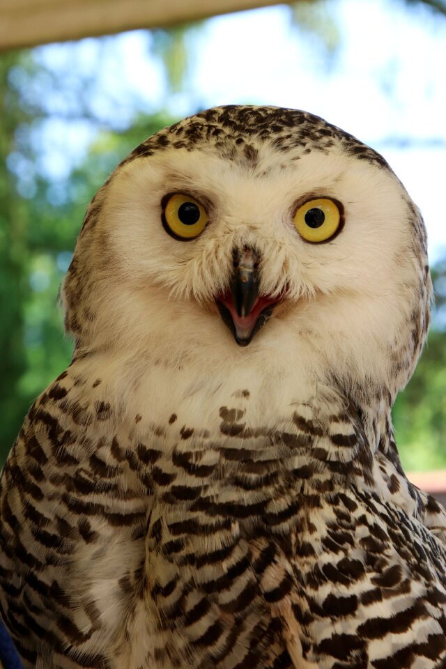 Bird snowy animal