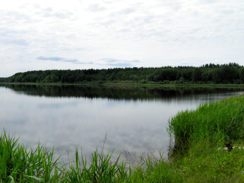 Lacpurva dikis