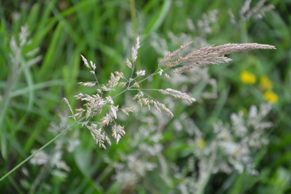Field garden wild herbs