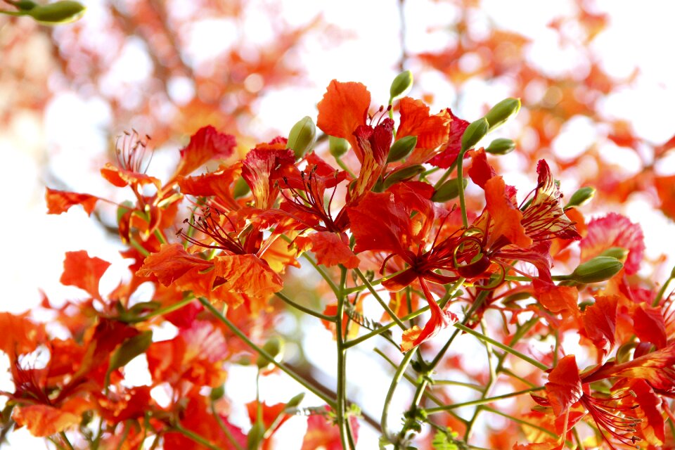 Macro nature outdoors