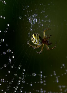 Arachnid place drops