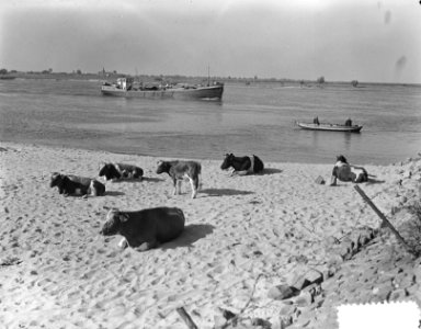 Laag water Waal bij Zaltbommel. Koeien, Bestanddeelnr 904-8003