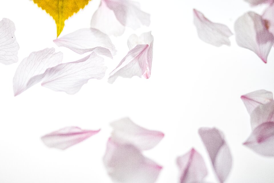 Falling leaves blossom bloom
