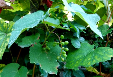 La vigne sur le mur du jardin - Loir et Cher
