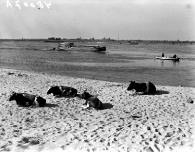 Laag water Waal bij Zaltbommel. Koeien, Bestanddeelnr 934-5363