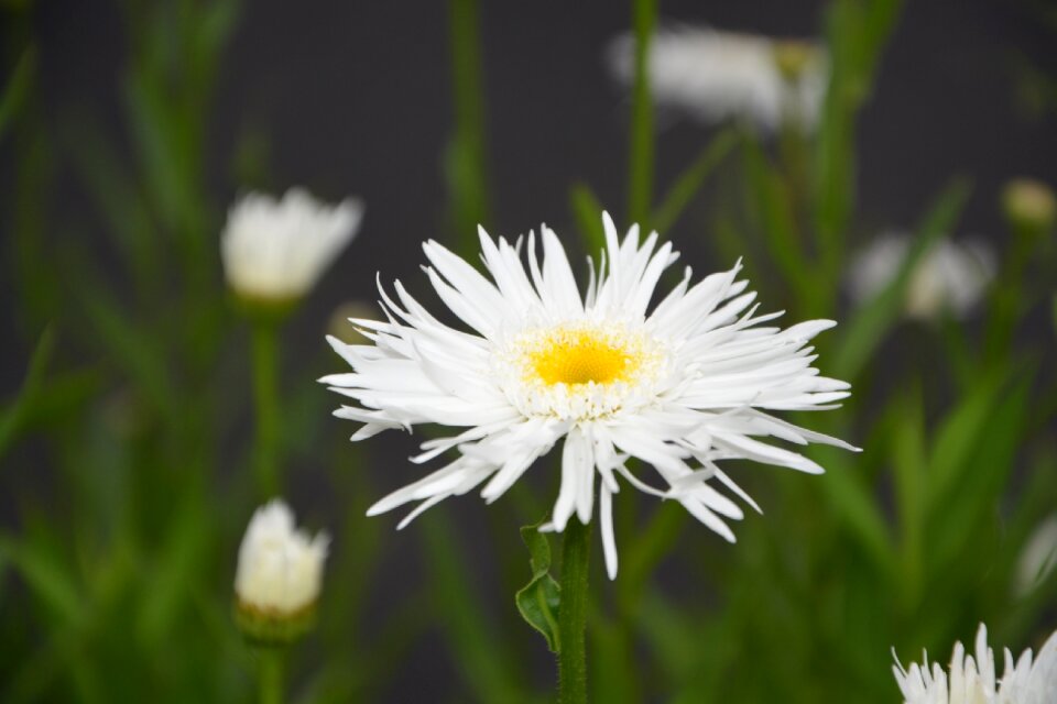 Petals garden summer flowers