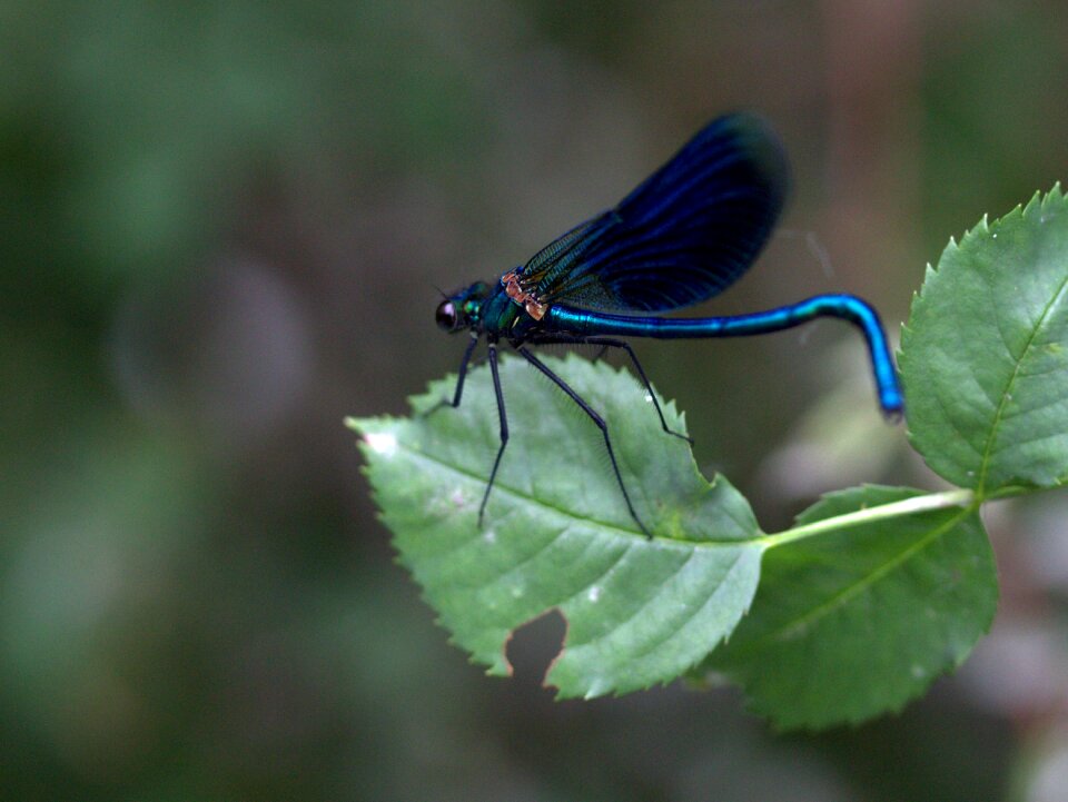 Rest green wings photo