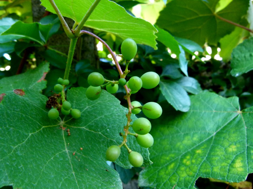 La vigne sur le mur du jardin - Loir et Cher 2