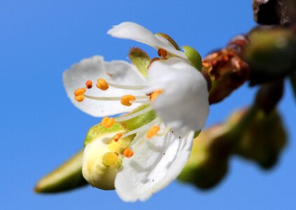 Prunus domestica flowering stems nectar