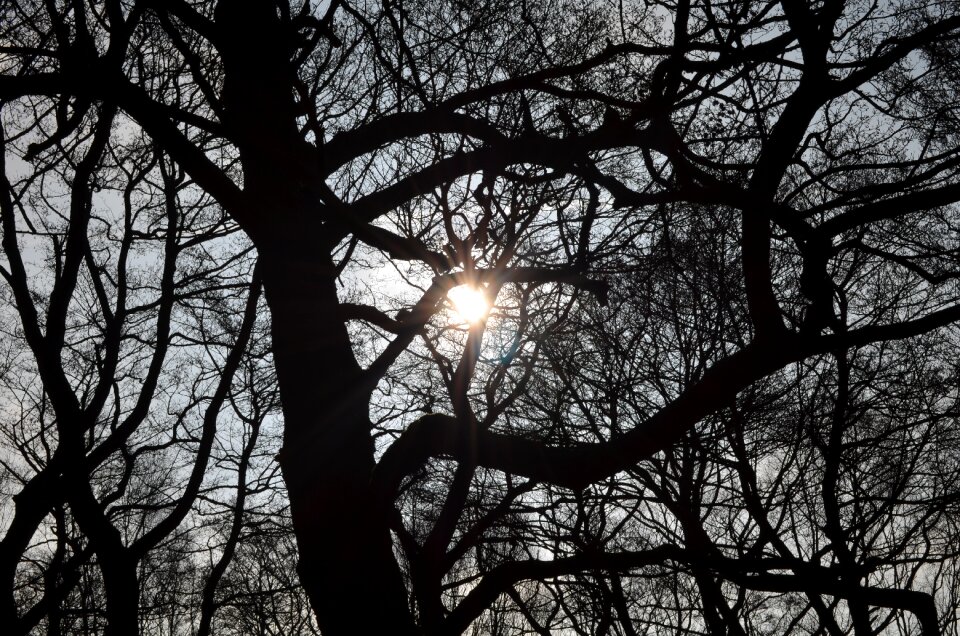 Sun tree gray sun