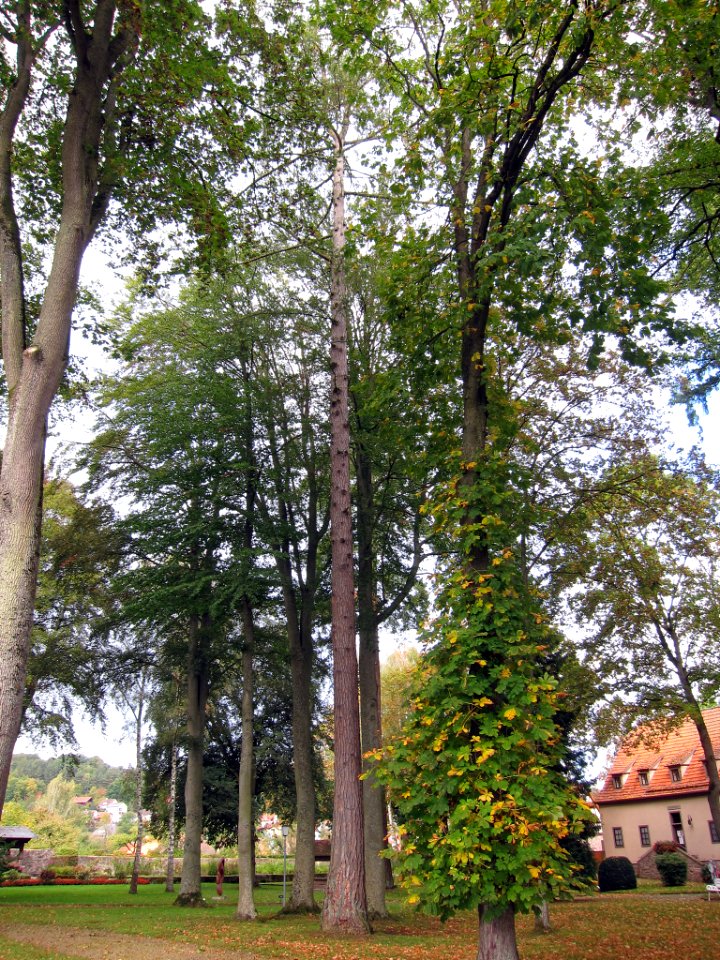 Lärche Aschach, 2