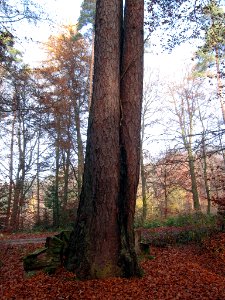 Lärche Stadtprozelten