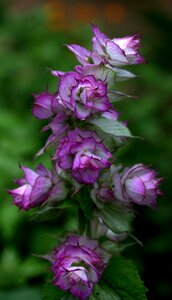 Wild fluorescence nature