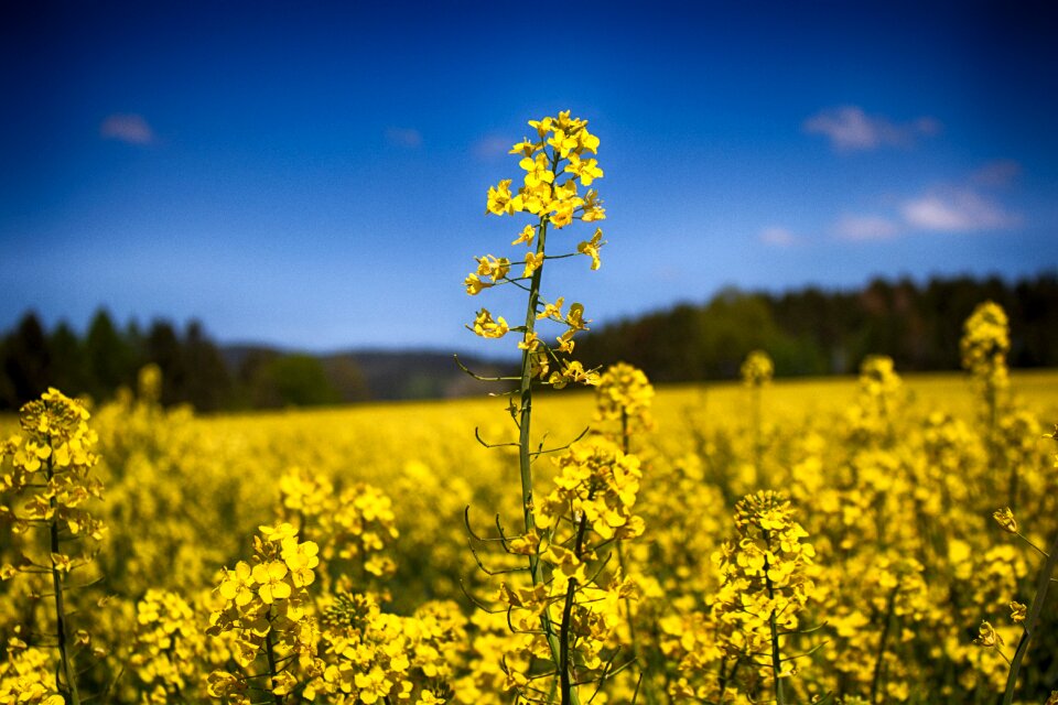 Rapeseed springtime sunny
