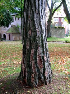 Lärche Aschach, 1