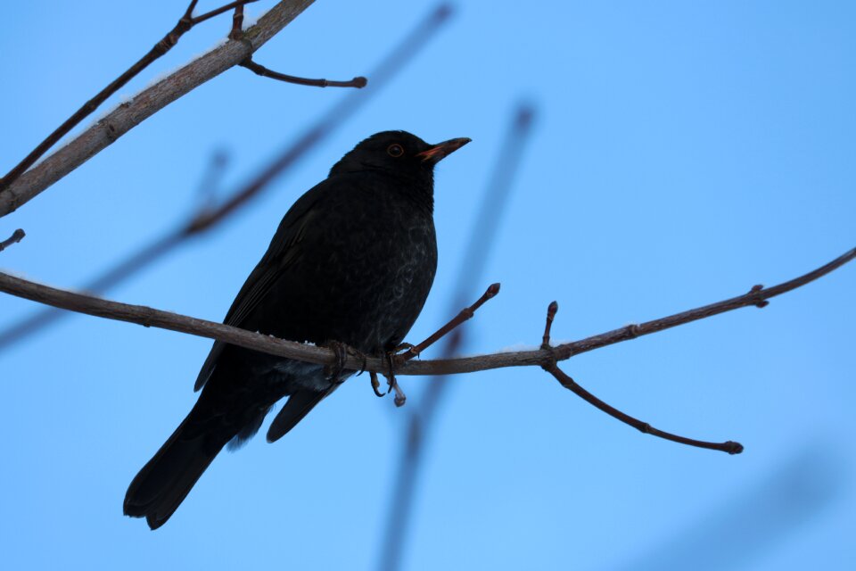 Songbird bush blue