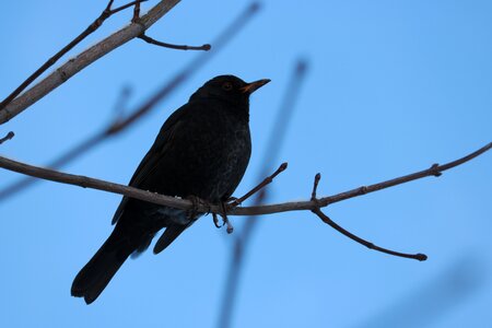 Songbird bush blue