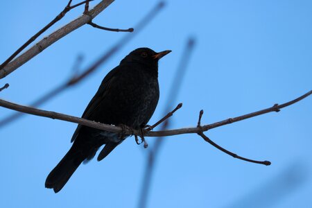 Songbird bush blue photo