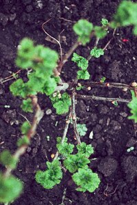 Ground nature plant