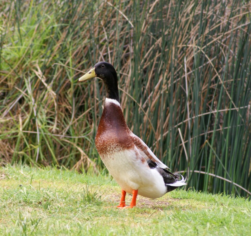 Duck pond male