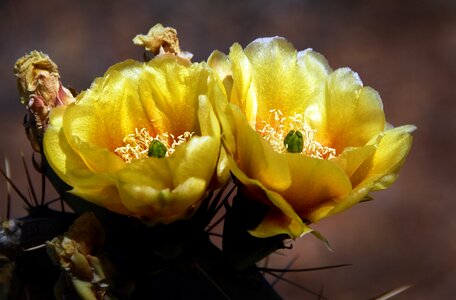 Bloom nature foliage