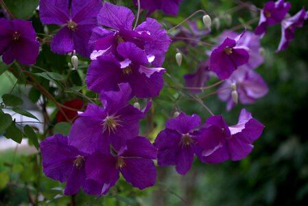 Petals plants nature