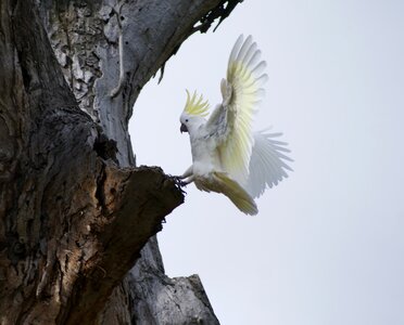 Cockatoo landing gumtree