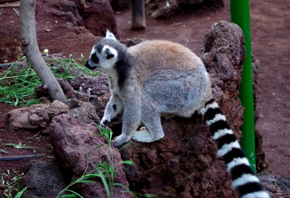 Lémur catta - Oasis Park