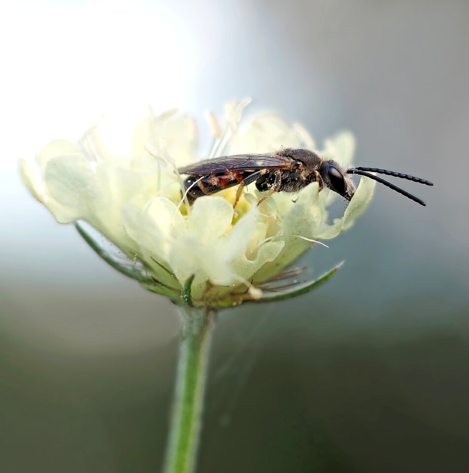 Lasioglossum calceatum males bienchen