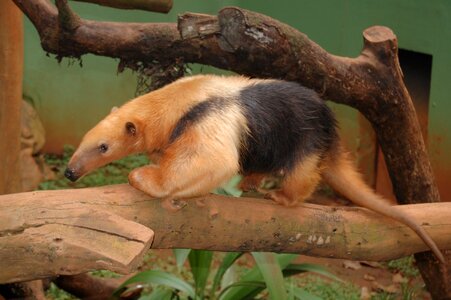 Brazil eater termites mammal