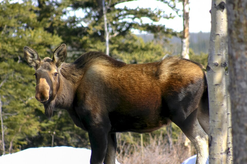 Nature female wilderness