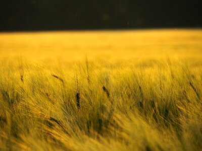 Sunset wheat wheat field photo