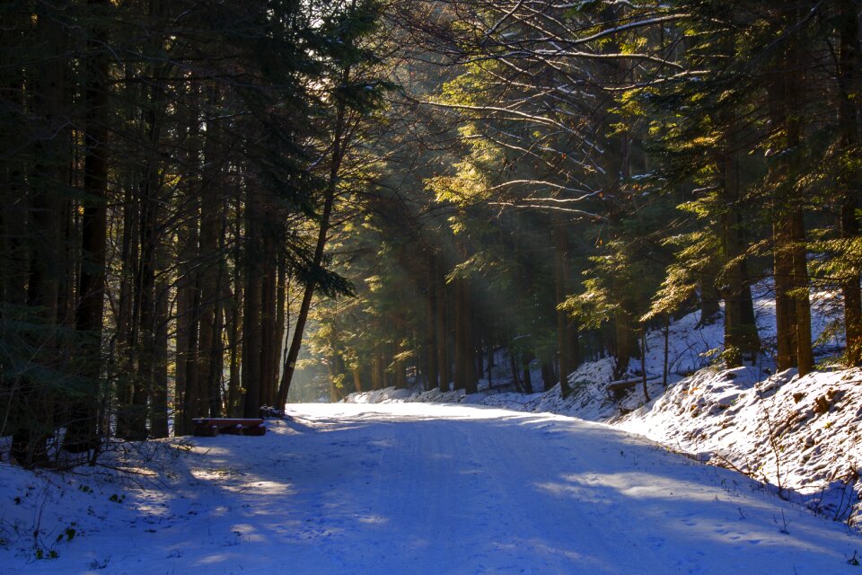 Nature beskid niski forest