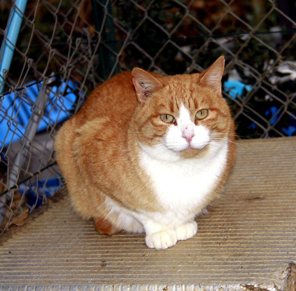 L'observateur en robe rousse